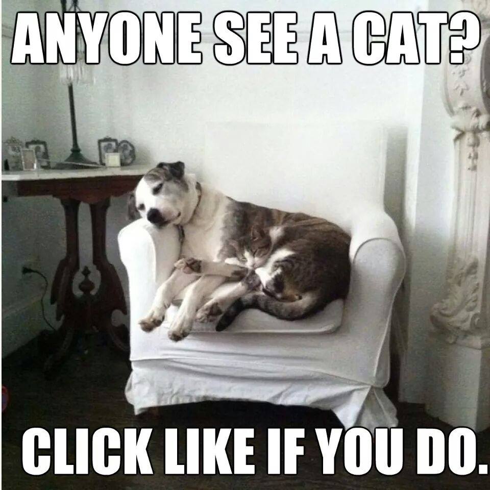 Funny Camouflage Cat Meme Picture For Facebook