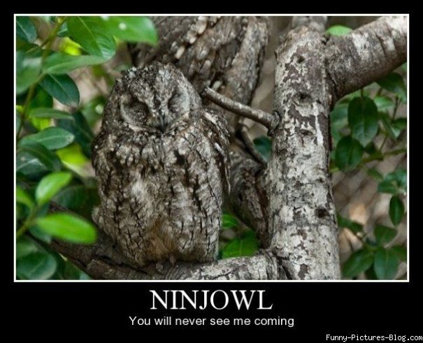 Funny Camouflage Meme Ninjowl You Will Never See Me Coming Picture