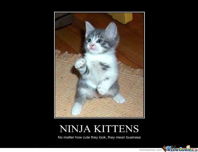 Funny Ninja Kittens Meme Poster Image