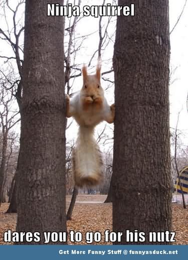 Funny Ninja Squirrel Meme Photo