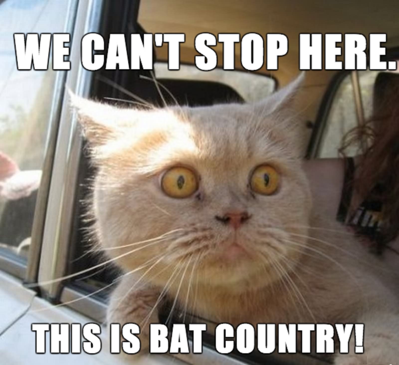 Funny Stop Meme We Can't Stop Here This Is Bat Country Picture