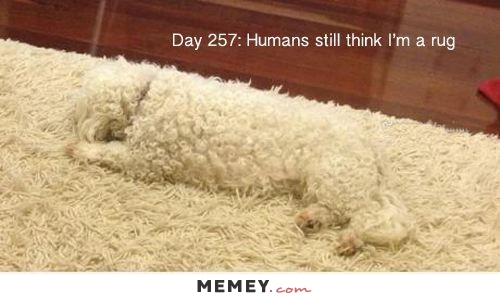 Humans Still Think I Am A Rug Funny Camouflage Meme Photo
