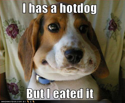 I Has A Hotdog But I Eated It Funny Wtf Meme Image