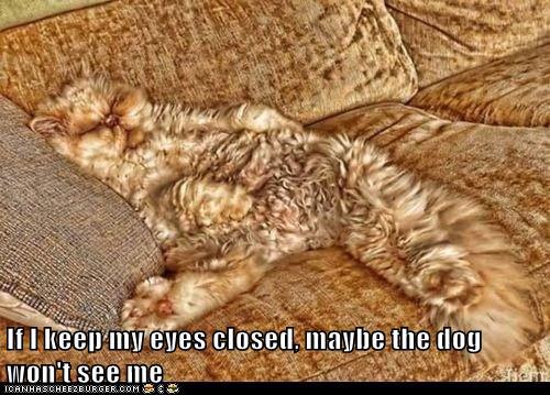If I Keep My Eyes Closed Maybe The Dog Won't See Me Funny Camouflage Meme Picture