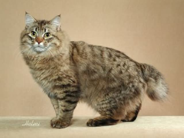 Long Hair American Bobtail Cat Picture