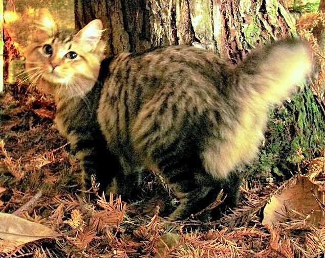 Long Hair Full Grown American Bobtail Cat
