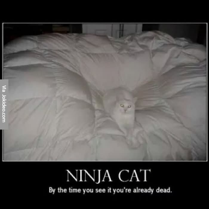 Ninja Cat By The Time You See It You See It You Are Already Dead Funny Meme Image