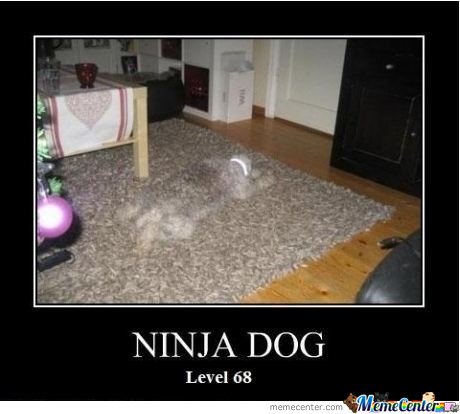 Ninja Dog Level 68 Funny Ninja Meme Picture