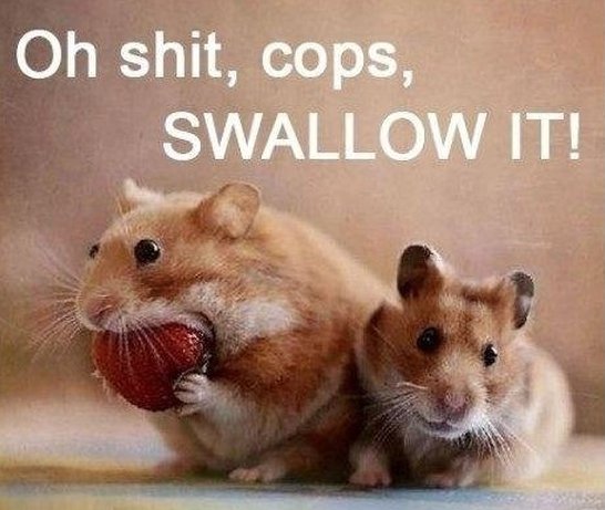 Oh Shit Cops Swallow It Funny Shit Meme Image