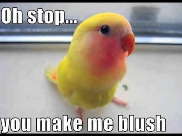 Oh Stop You Make Me Blush Funny Stop Meme Image
