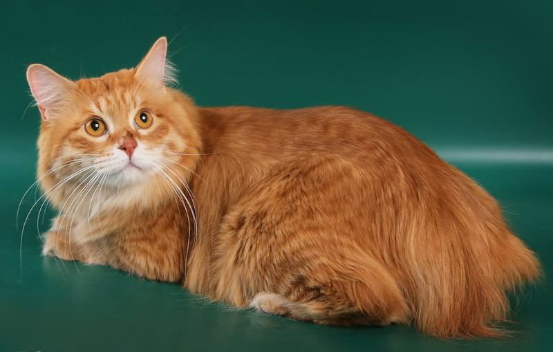 Orange Long Hair American Bobtail Cat Image