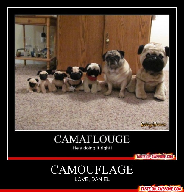 Pug Dogs Funny Camouflage Meme Poster