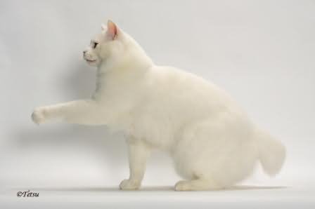 Pure White American Bobtail Cat Picture