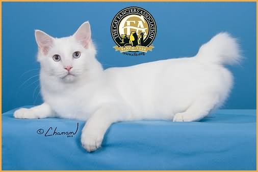 Pure White American Bobtail Cat Sitting Picture