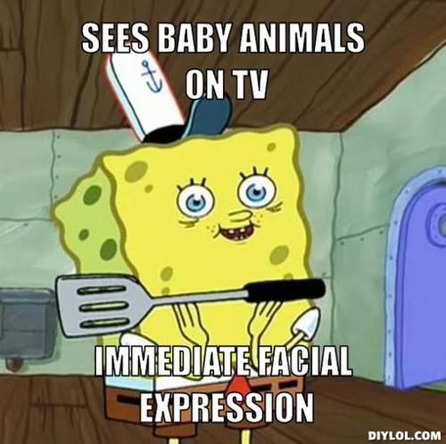 Sees Baby Animals On Tv Immediate Facial Expression Funny Wtf Meme Image