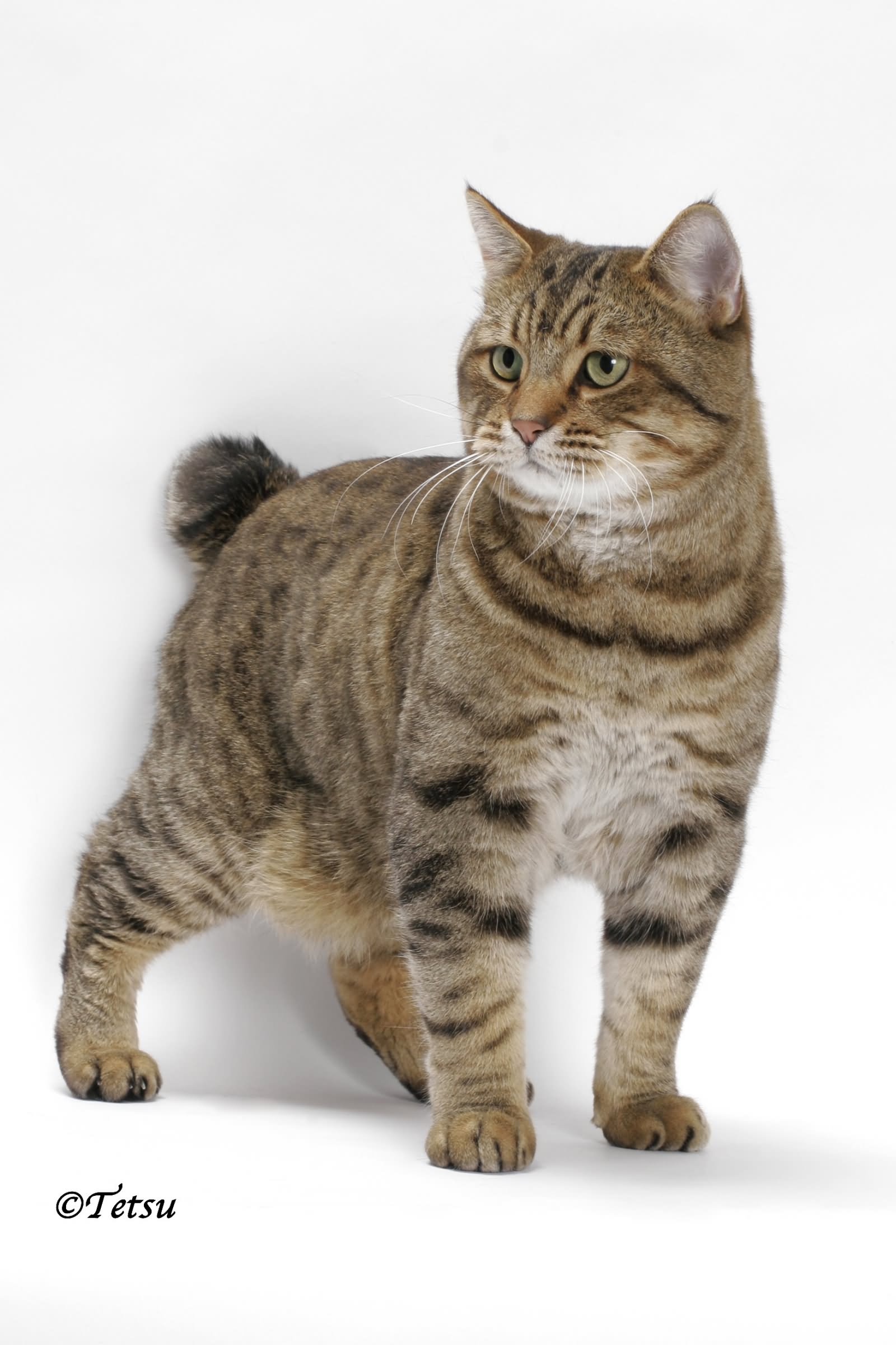 Short Hair American Bobtail Cat Picture