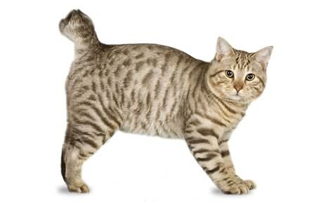 Short Hair American Bobtail Cat Picture