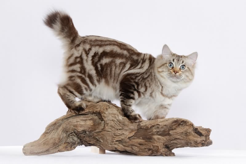 Short Hair Cute American Bobtail Cat