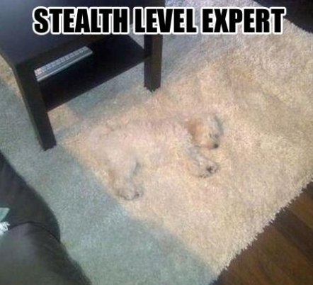 Stealth Level Expert Funny Camouflage Meme Photo