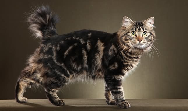 Tabby American Bobtail Cat Picture