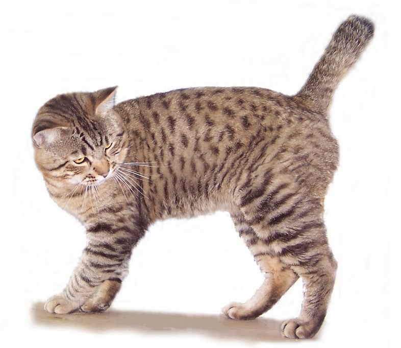 Tabby American Bobtail Cat Picture
