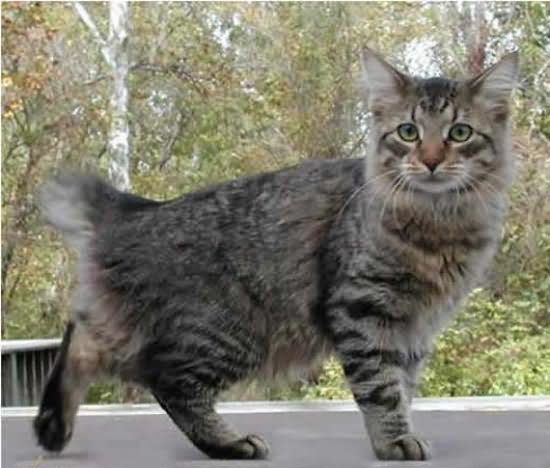 Tabby American Bobtail Cat With Long Hair