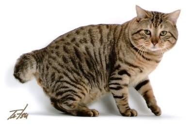 Tabby Short Hair American Bobtail Cat Image
