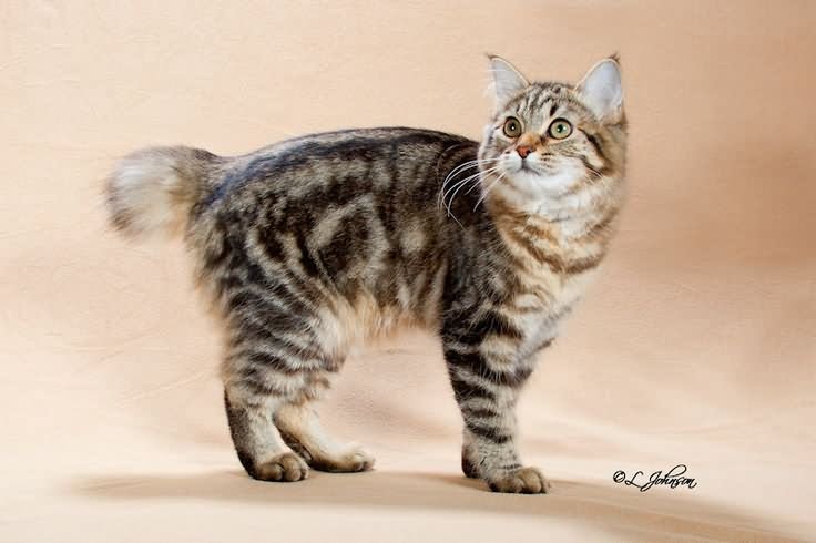 The American Bobtail Cat Image