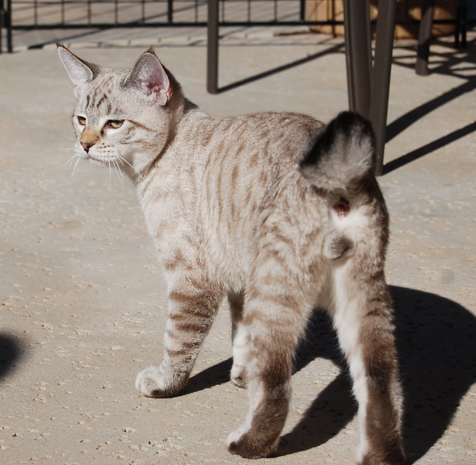 The American Bobtail Cat Picture