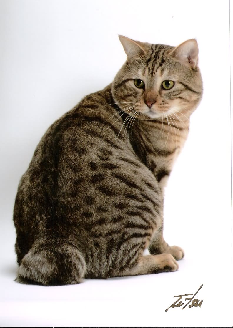 The American Bobtail Cat Sitting Picture