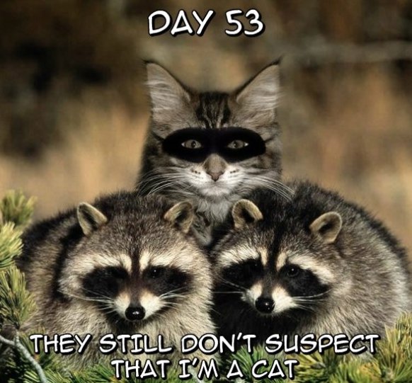 They Still Don't Suspect That I Am A Cat Funny Ninja Meme Image