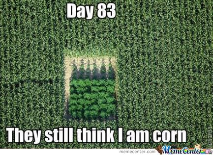 They Still Think I Am Corn Funny Camouflage Meme Photo