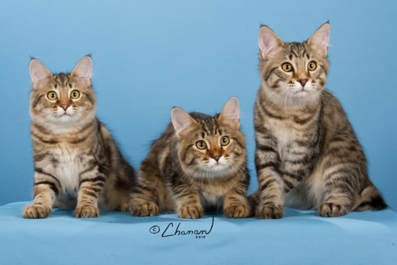 Three Cute Short Hair Tabby American Bobtail Cats