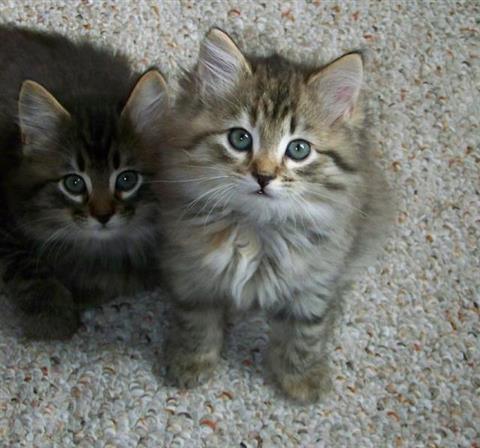 Two Cute Little American Bobtail Kittens