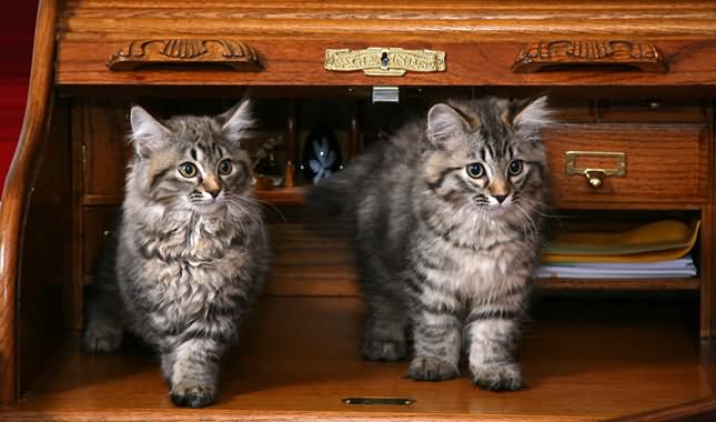 Two Cute Long Hair American Bobtail Kittens