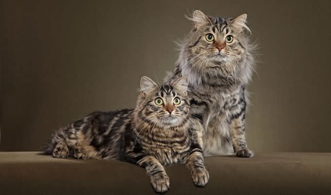 Two Long Hair American Bobtail Cats