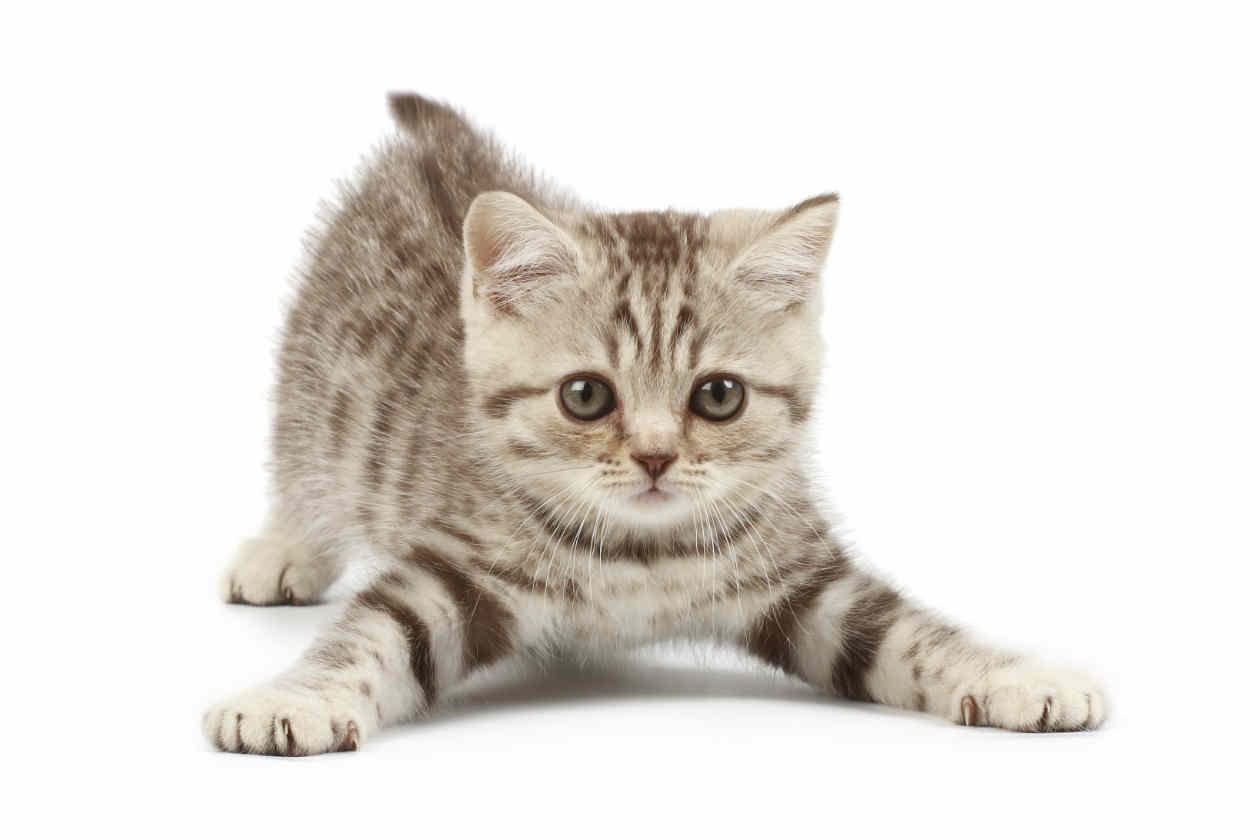 Very Cute American Bobtail Kitten