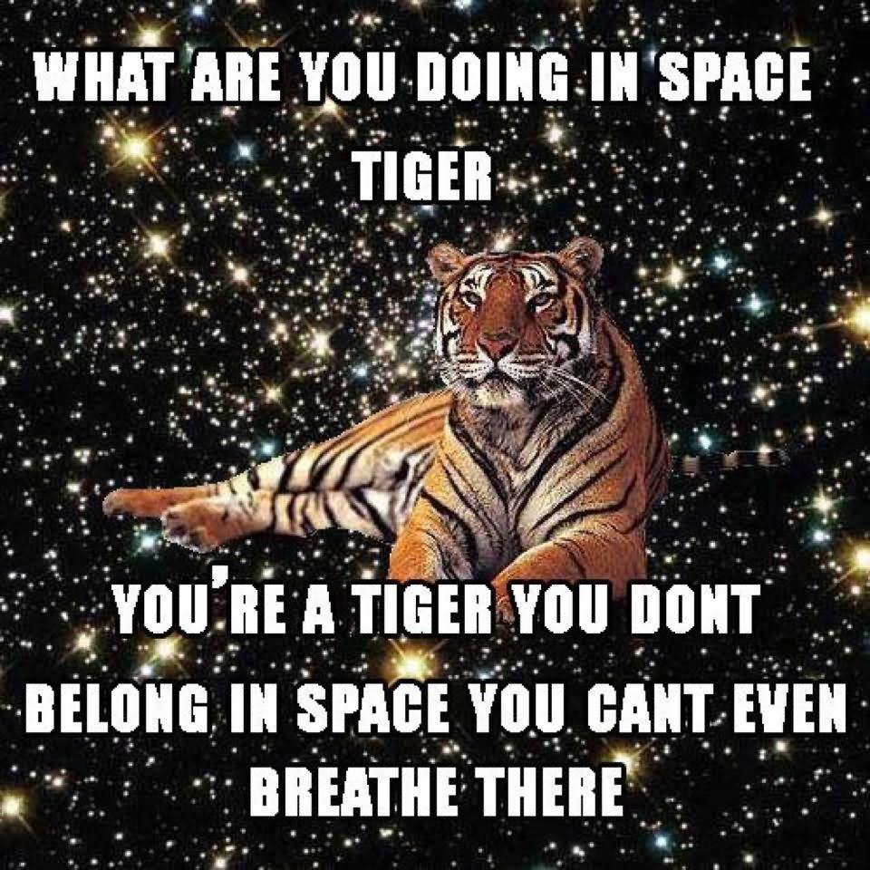 What Are You Doing In Space Tiger Funny Space Meme Image