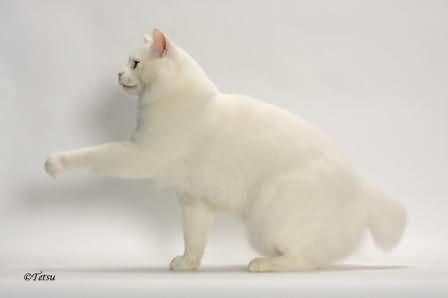 White American Bobtail Cat Picture