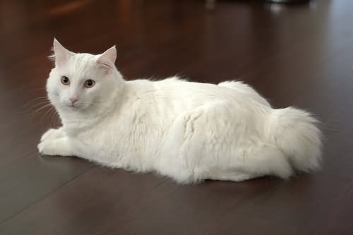 15 Amazing Pictures And Images Of White American Bobtail Cat