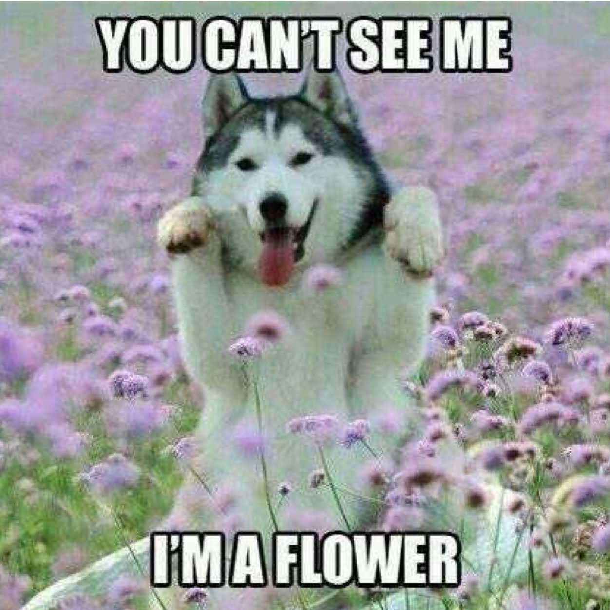 You Can’t See Me I Am Flower Funny Camouflage Meme Image