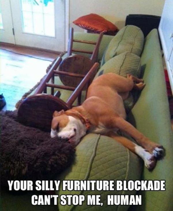 Your Silly Furniture Blockade Can't Stop Me Human Funny Stop Meme Image