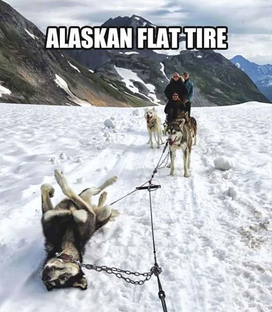 Alaskan Flat Tire Funny Sled Meme Photo