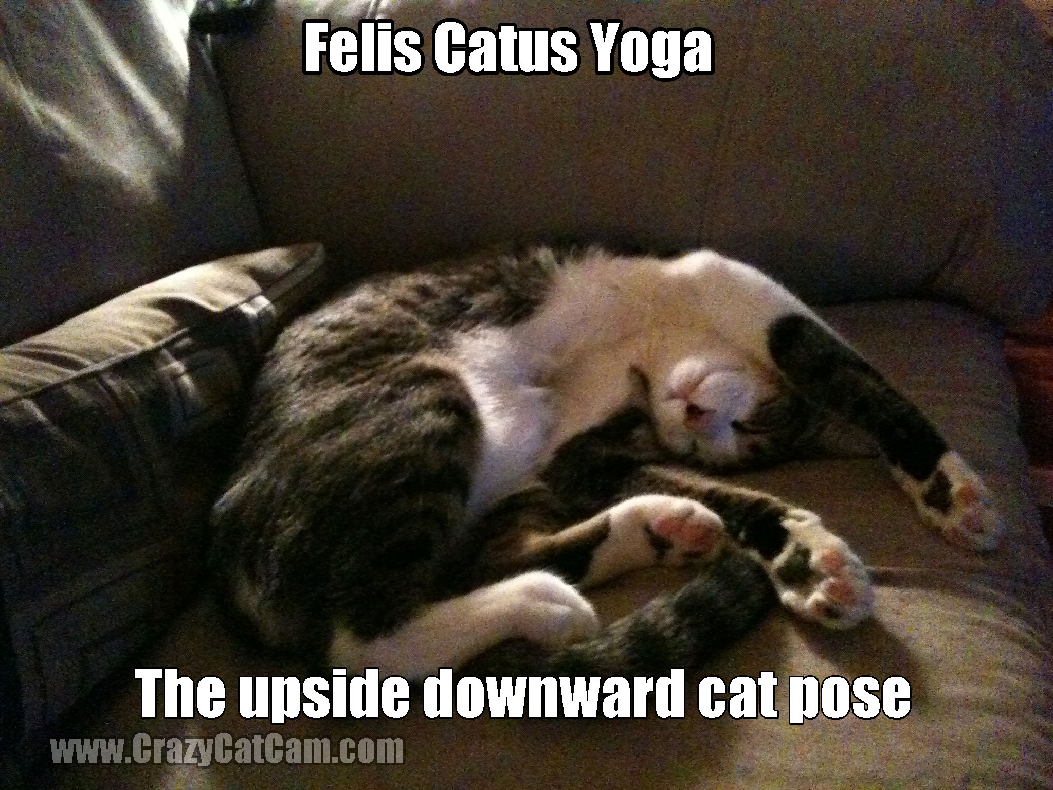 Felis Catus Yoga The Upside Downward Cat Pose Funny Flexible Meme