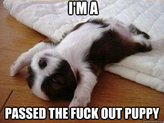 Funny Meme I Am Passed The Fuck Out Puppy Image