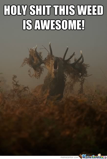 Funny Reindeer Meme Holy Shit Weed Is Awesome Picture