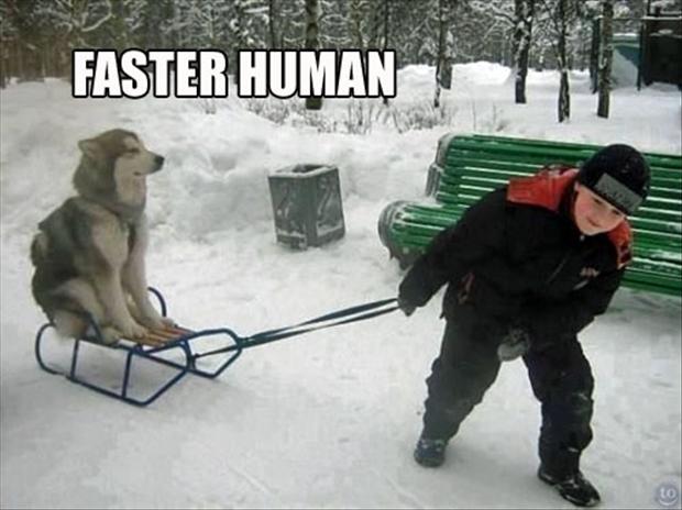 Funny Sled Meme Faster Human Picture For Facebook