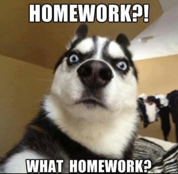Husky Dog Say What Homework Very Funny Meme Picture