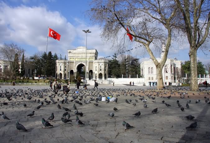 Pigeons At The Beyazit Square In Istanbul