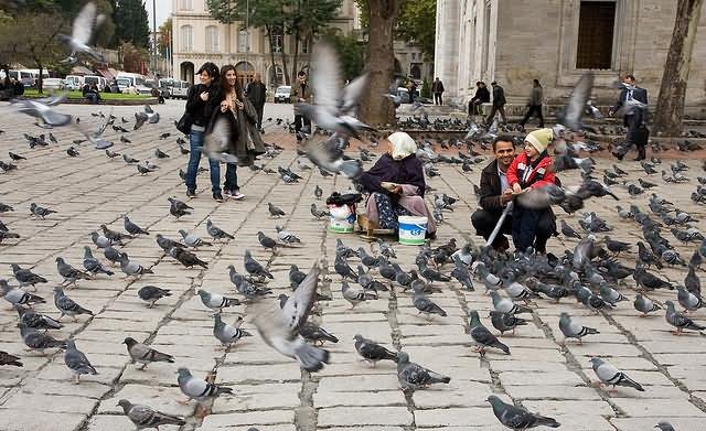 People Feeding Pigeons At The Beyazit Square In Istanbul